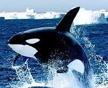 I'm a Killer whale. what else is needed to be said? Love fashion and tech