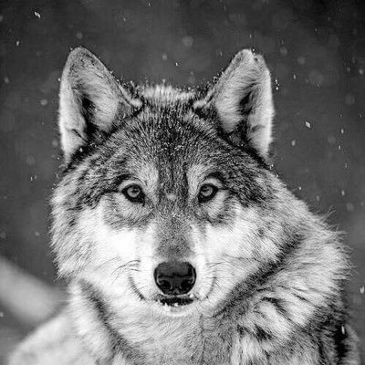 LadyGreywolf71 Profile Picture