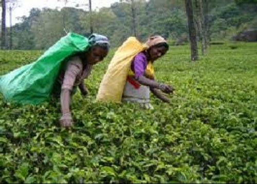 tuttithee's profile picture. 