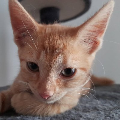 66kerro's profile picture. Kerstin,Dosenöffner von Motzi und Lizzy

Ich folge Followern und entfolge Entfolgern.