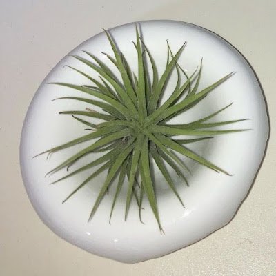 catblessesyou's profile picture. ☆ ☆ ☆ ☆