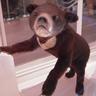 pandaman