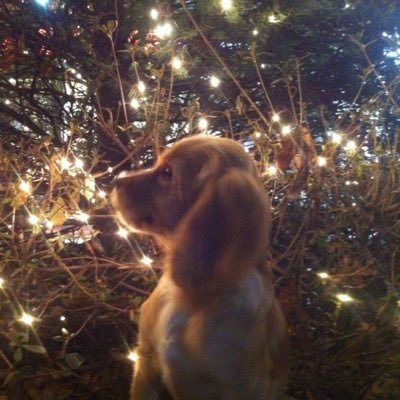 anouk_yu's profile picture. 공평은 사회의 근본이고 애정은 인류의 본령이다