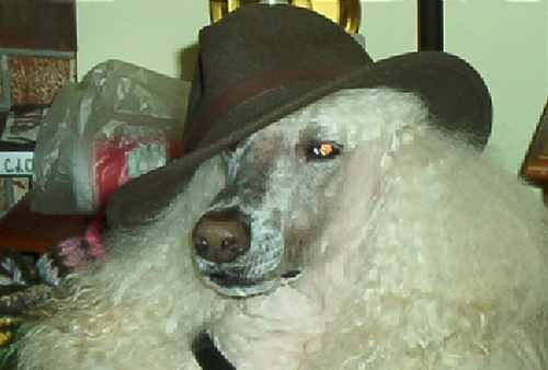 chezpoodles's profile picture. SQL Developer/DBA at U of W
One of many hobbies: dogs & dog activities.  Favorite breed?   Hmmmm...let me think.....