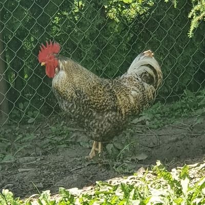 franner011's profile picture. 