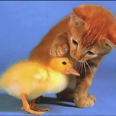 Cutest_Animals's profile image