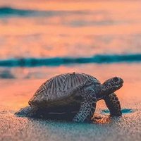 bigmonkeyfish (@bigmonkeyfish) 's Twitter Profile