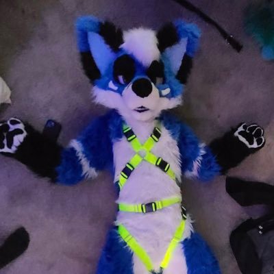 Briggsfox1's profile picture. Just a 24 year old blue fox that lives in Pennsylvania. NSFW Warning/18+ only. Telegram - @Briggs_159