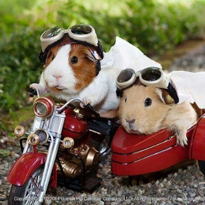 Official Twitter of Bersaglieri Piggy
#NAFO #Fellows Guinea Pig Division
#SpecialOPS #Military #Analyst