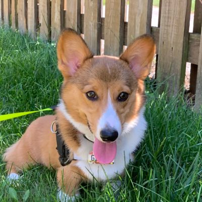 GingerTheCorgi Profile Picture