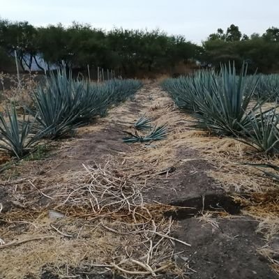 Ingeniero Industrial En Manufactura, Especialista en Nutricion Vegetal.
Asesor de Nutricion Vegetal en INVER GREEN HEMI.
Mi gran pasion la Agricultura.