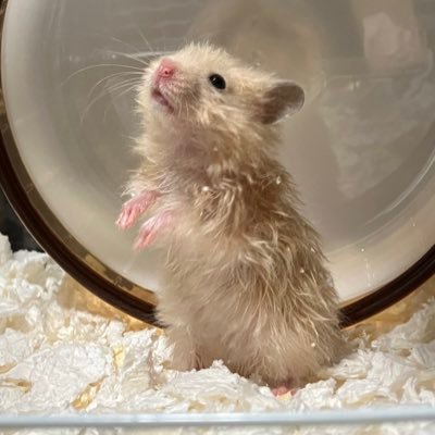 ブロークンブルーのミニレッキス、たまに🐹も登場します。