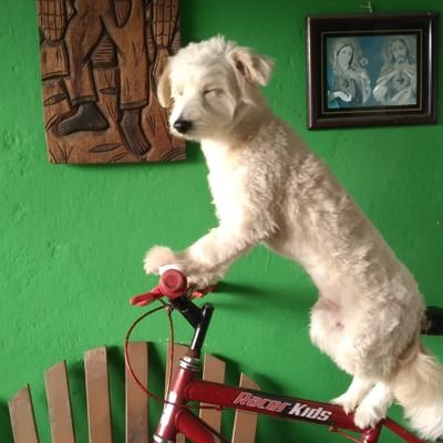 Lulusca8's profile picture. É só isso