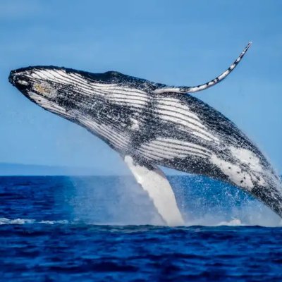 whale_love_me Profile Picture