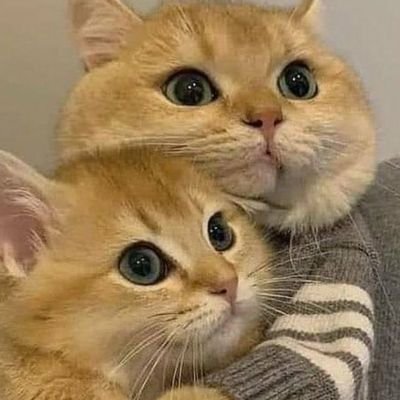 Tidak usah difollow, tidak ada yang penting disini. Akun ini dibuat hanya untuk mengeluarkan uneg-uneg, biar legaaaaa..