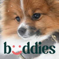 Buddies Collars(@BuddiesCollars) 's Twitter Profile Photo