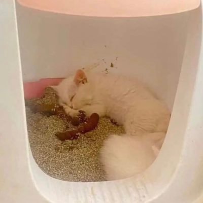 sesshbaby17's profile picture. cogollos