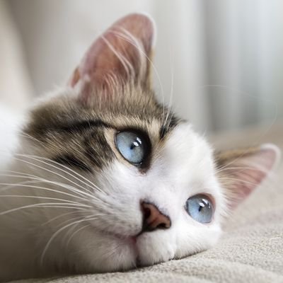 生き物大好き☆
哲学的なことに関心があり、勉強しています。無言フォロー失礼します。
温泉/さんぽ/チョコレート