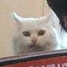 Giwals's profile picture. i follow poelleepe 🐀