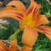 MammaYaga (@mammayaga_acres) Twitter profile photo MammaYaga (@mammayaga_acres) Twitter profile photo