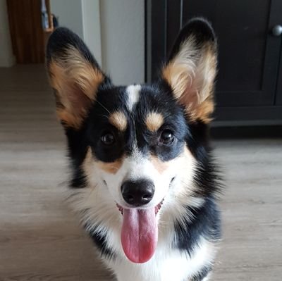 Tricolour Welsh #Corgi Pembroke born 2022. Naughty, jolly, always out for treats and cuddles 🐶 Living the holiday life just outside #Frankfurt