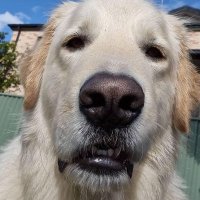 Teal (@tealcsgoaway) 's Twitter Profile Photo Teal (@tealcsgoaway) 's Twitter Profile Photo