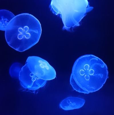 akane_vs's profile picture. 声優･アニメ･歌ってみた･ボカロ・スロット・ゲーム実況好き！

ねろちゃん・ズズさん・ポン酢さん・ハッチャン大好き！