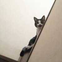 ア☆シャーミ (@sparkinggorou) 's Twitter Profile