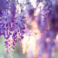 金澄藤花 (@bcn3nql3bdl6b8s) Twitter profile photo