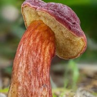 psychedelic jungle (@psychedelicjun3) 's Twitter Profile