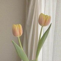 rawanmohammed (@rawanmo02364960) Twitter profile photo