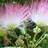 tenacity_4's profile image
