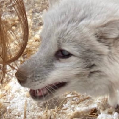 Did you know arctic foxes are the only land mammals native to Iceland?