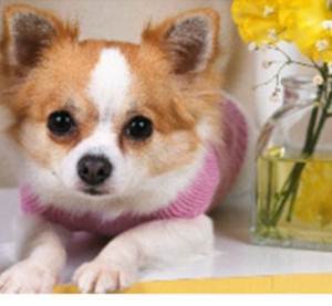 PoochiePurrfect's profile picture. Poochie Purrfection, Oakville/Burlington's premier pet groomers. Let us care for your dog, cat or rabbit and you'll discover the Poochie Purrfection difference!