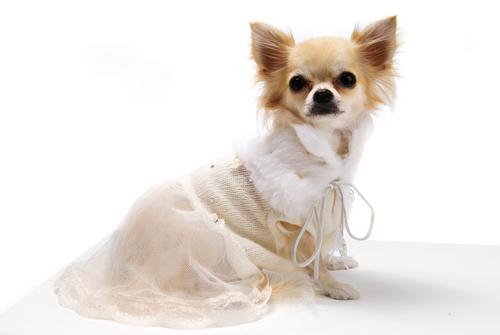 Pooch & Poochie is about Luxury for Pets Lifestyle and Haute Couture Design.