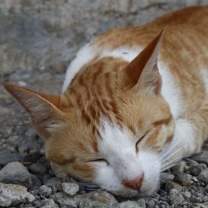 raditya_adib's profile picture. 