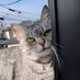 猫だいすきネコスキー (@neco_daisuki56) Twitter profile photo 猫だいすきネコスキー (@neco_daisuki56) Twitter profile photo