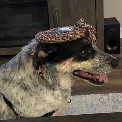 bmoreravebird's profile picture. 