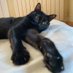 Gato (@gatopablo2022) Twitter profile photo Gato (@gatopablo2022) Twitter profile photo