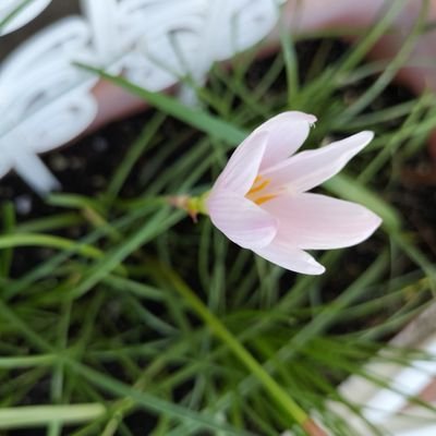 12歳の保護猫モモと暮らしています。花や植物が好きです。
空を雲を見るのも好きです。
💐🍊🍇☁️😽😺🌈💫