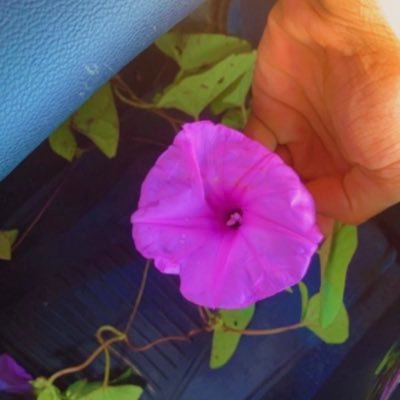 fallenemo29's profile picture. Im a boy