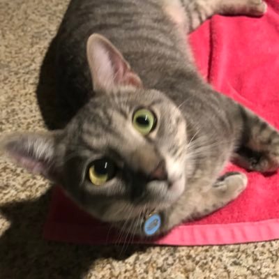 Tinklywastaken's profile picture. man