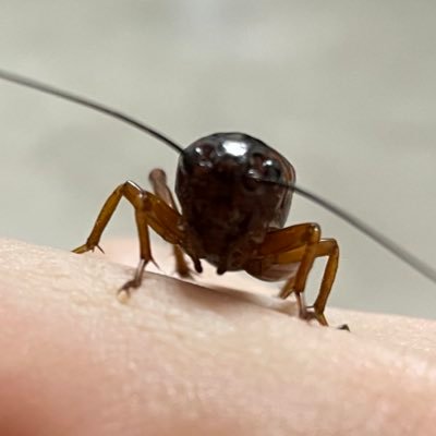 whiteeyes_Gb's profile picture. アルビノフタホシコオロギの大家族を目指す垢🦗