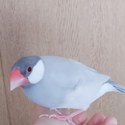 文鳥飼ってる人です🥰
名前はしーちゃん/♂/2020.07.20生まれ❣️