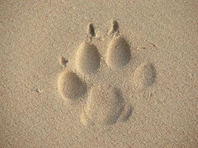 SusHuellas's profile picture. Pro-animal, en busca de ayudar a los más indefensos. Datos, curiosidades y cuidado de tus mascotas.