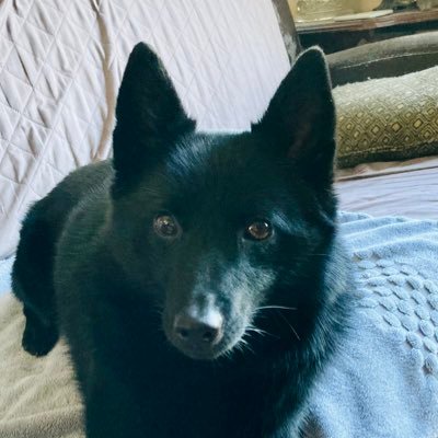 that's a schipperke. aways vote blue. no tolerance for fools. too old to care. I love James Lee Burke, John Connolly, REM, Jacque Brel, CSNY....