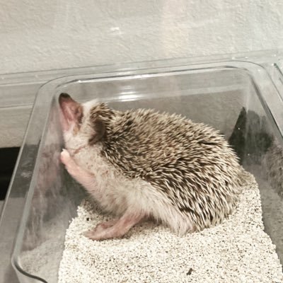 abcdami1996may9's profile picture. 