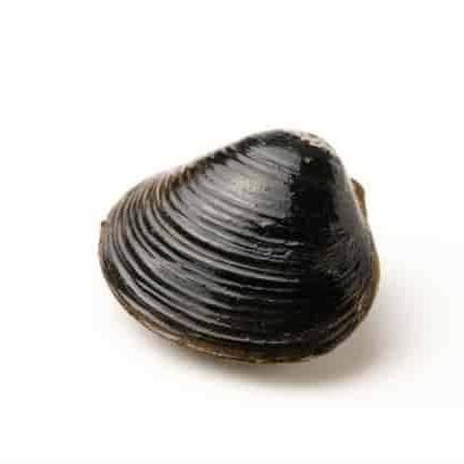 shizimi_z's profile picture. 寝ること、食べること。