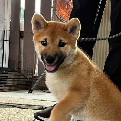 柴犬サスケです。2022/03/31♂🐕3歳になりました🎉毎日元気に走り回っています😃食欲が戻ってきました🍚柴犬好きさんとつながりたい🤝