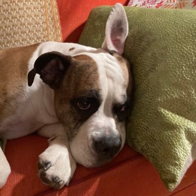 CaroIusRx's profile picture. Globalist elite mind control conspirator. #NAFO fella. Greatly enjoying the pax Americana. Donating 10% of my net income until Ukraine wins